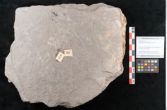 Foto (Objekt + Etikett) von Sphenopteris obtusiloba Brongniart (NHMW-GEO-2024-0188-10797)
